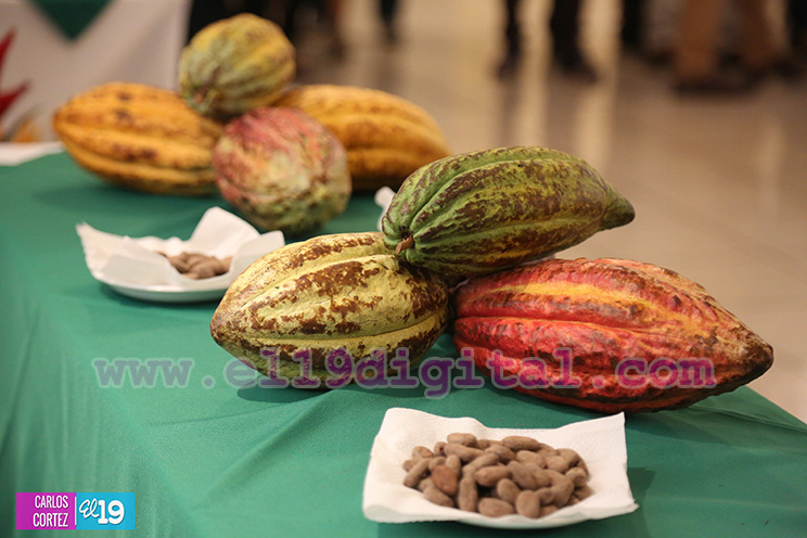 Nicaragua desarrolla Primer Congreso Internacional sobre Producción Sostenible de Cacao Fino